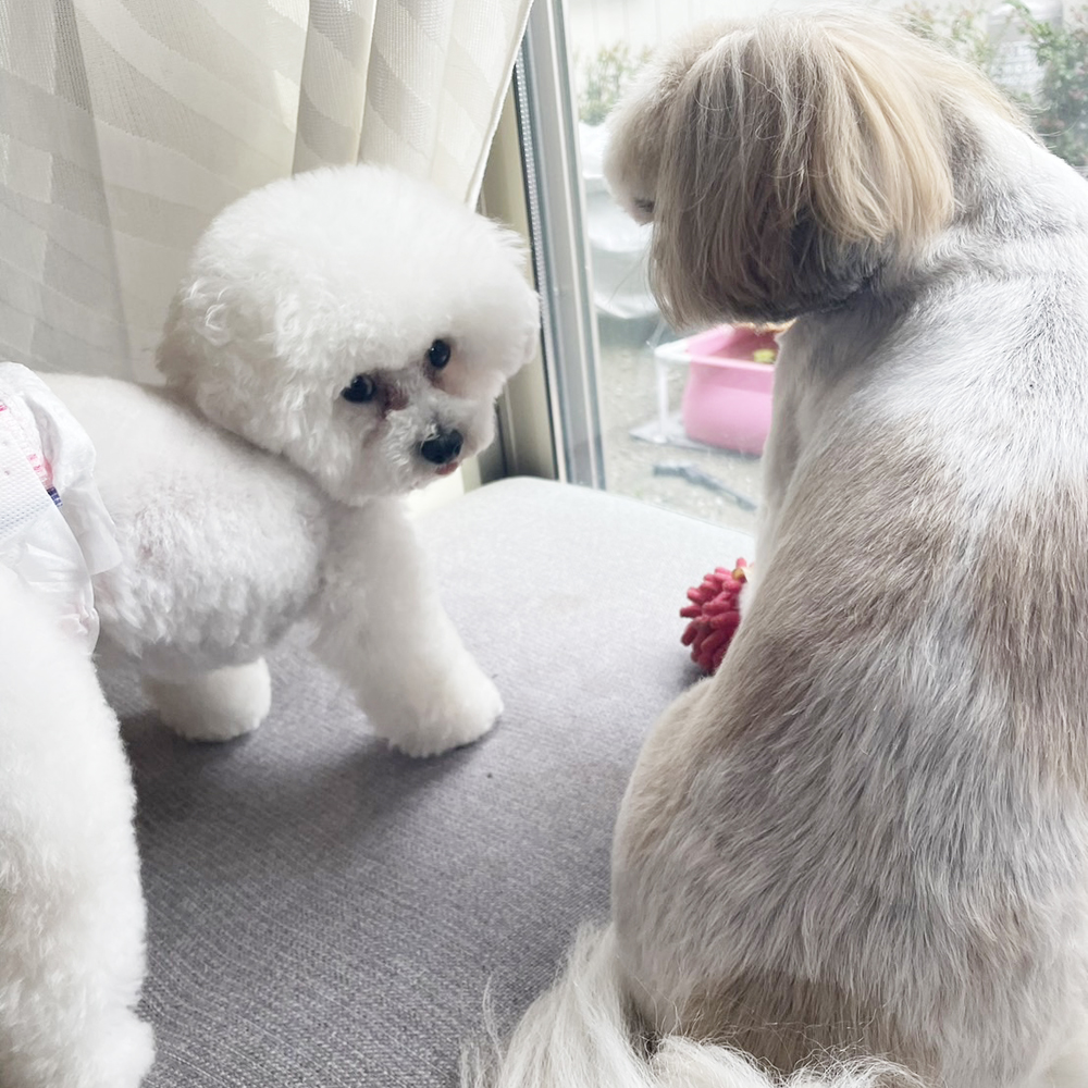 卒業犬アネラちゃんの近況♪